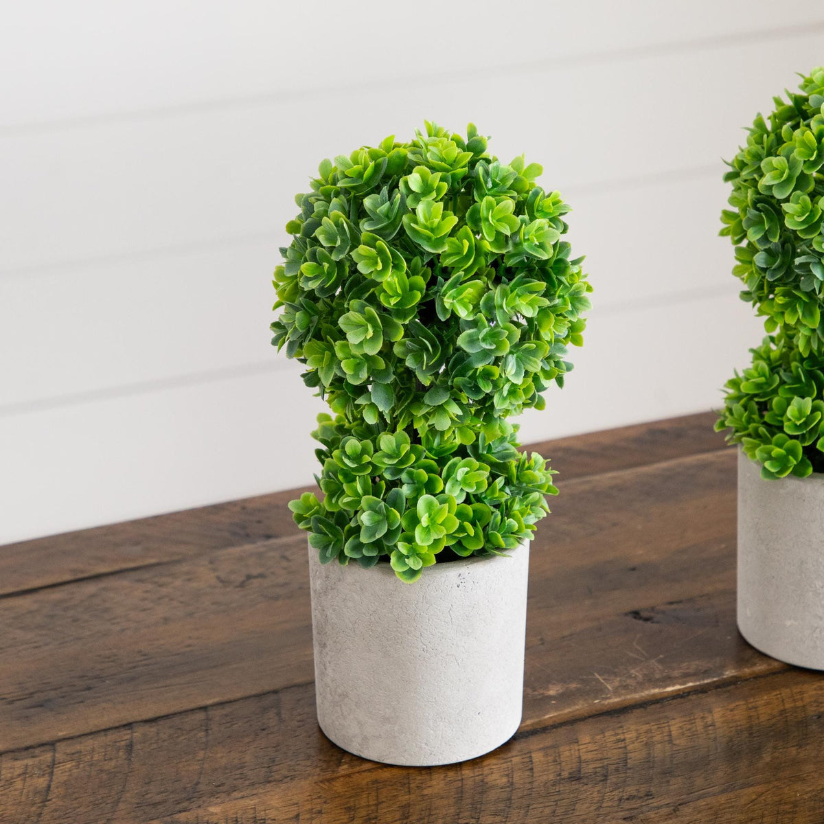 a group of plants in pots