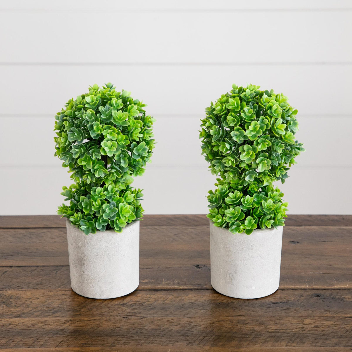 two plants in a pot