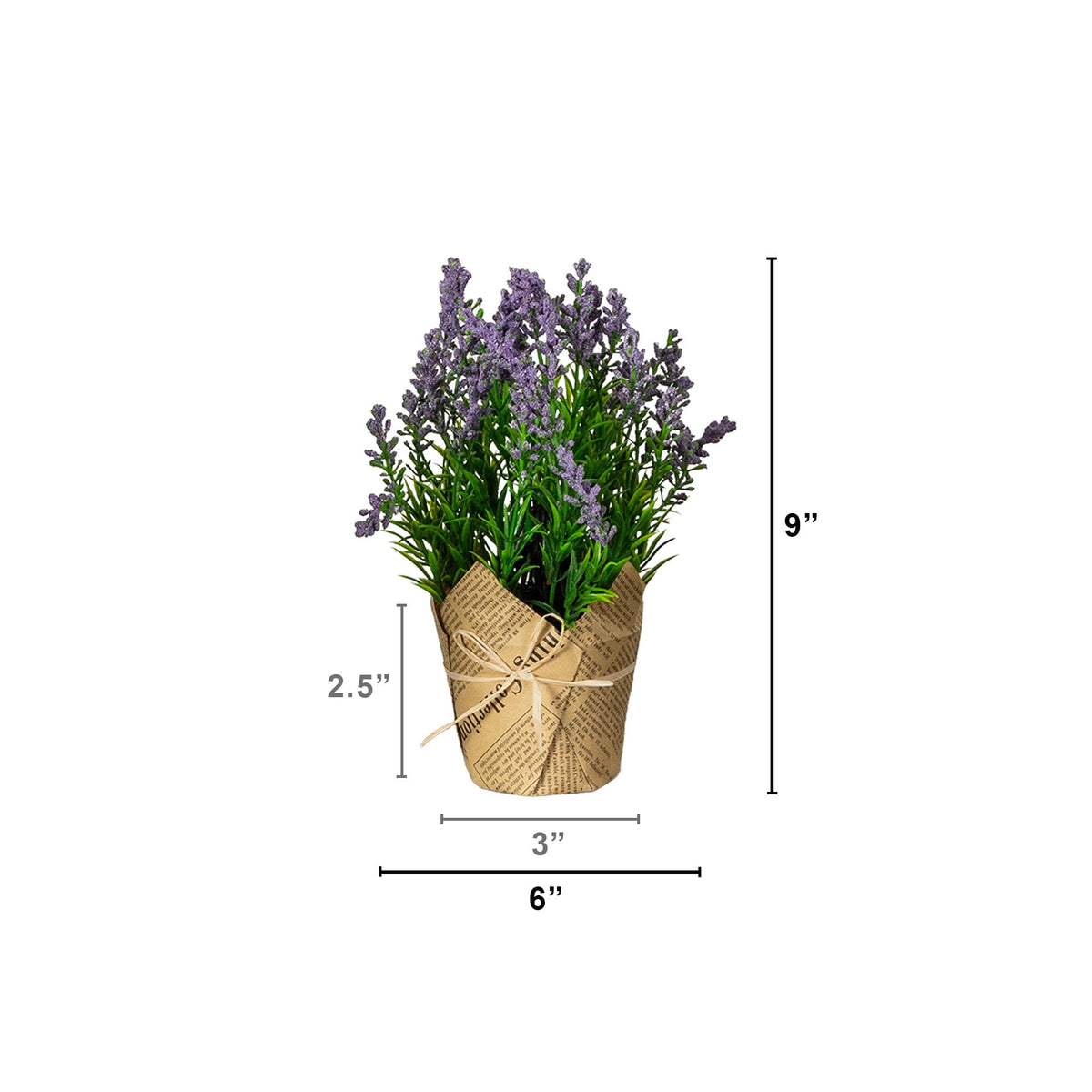 a plant in a pot with a size of the size of the plant