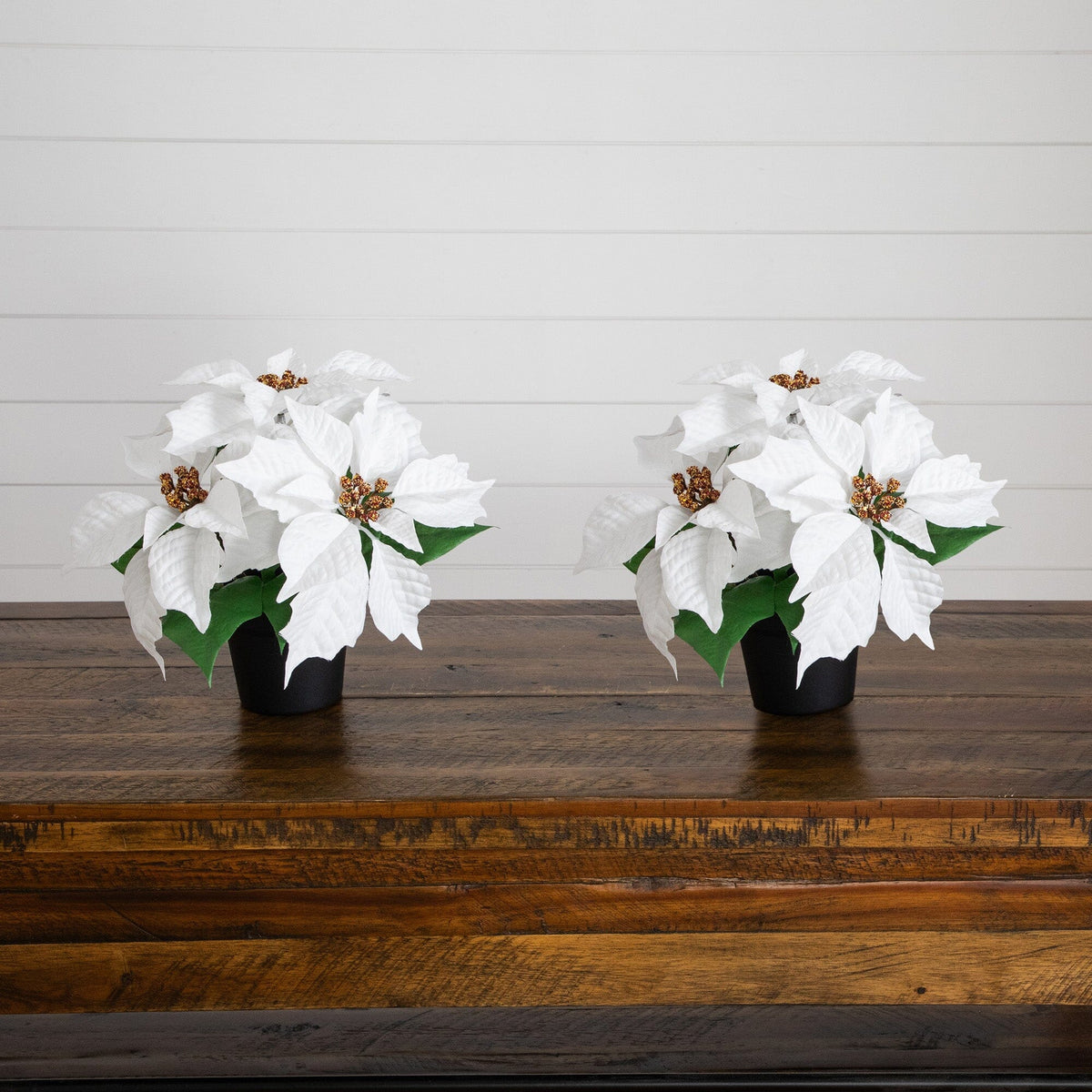 two white flowers in a pot