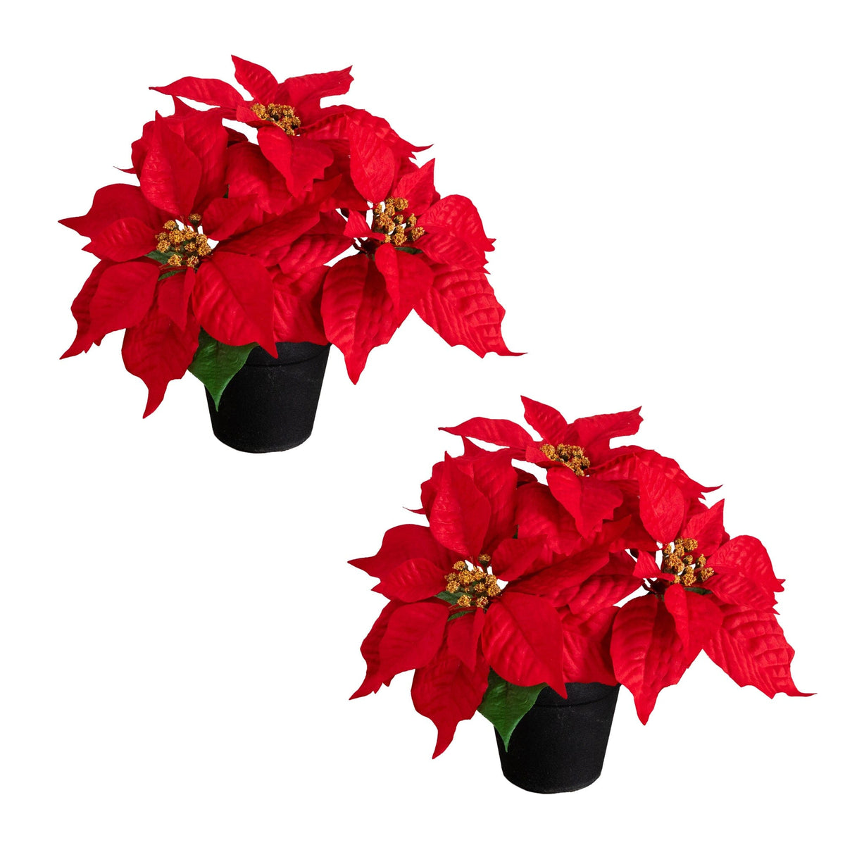 a pair of red poinsettia flowers