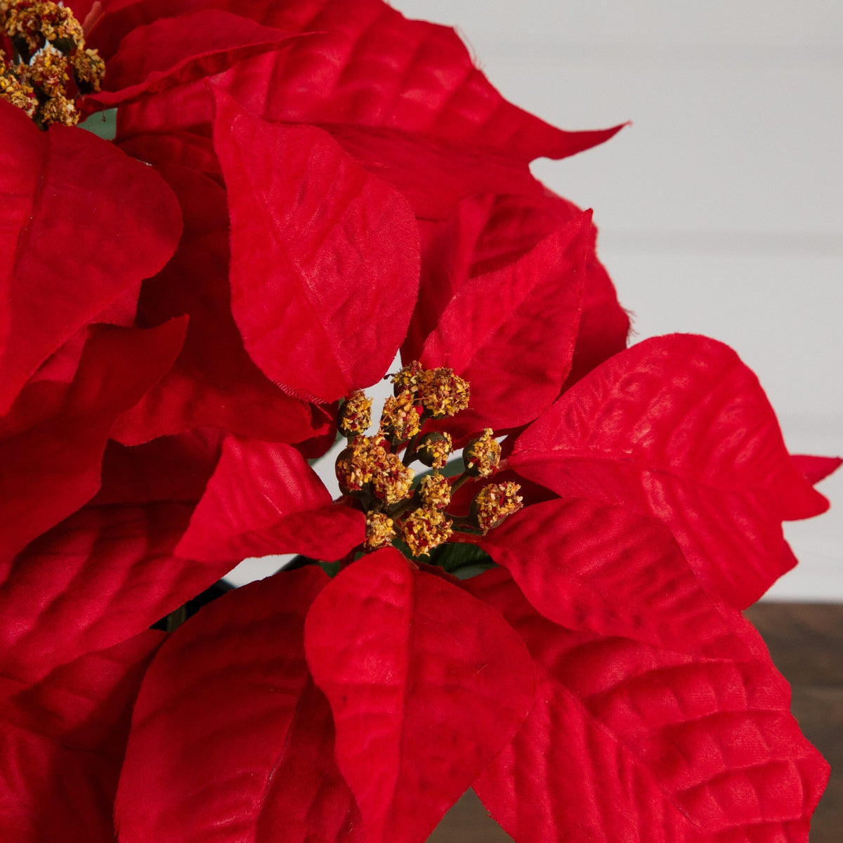 a close up of a red flower