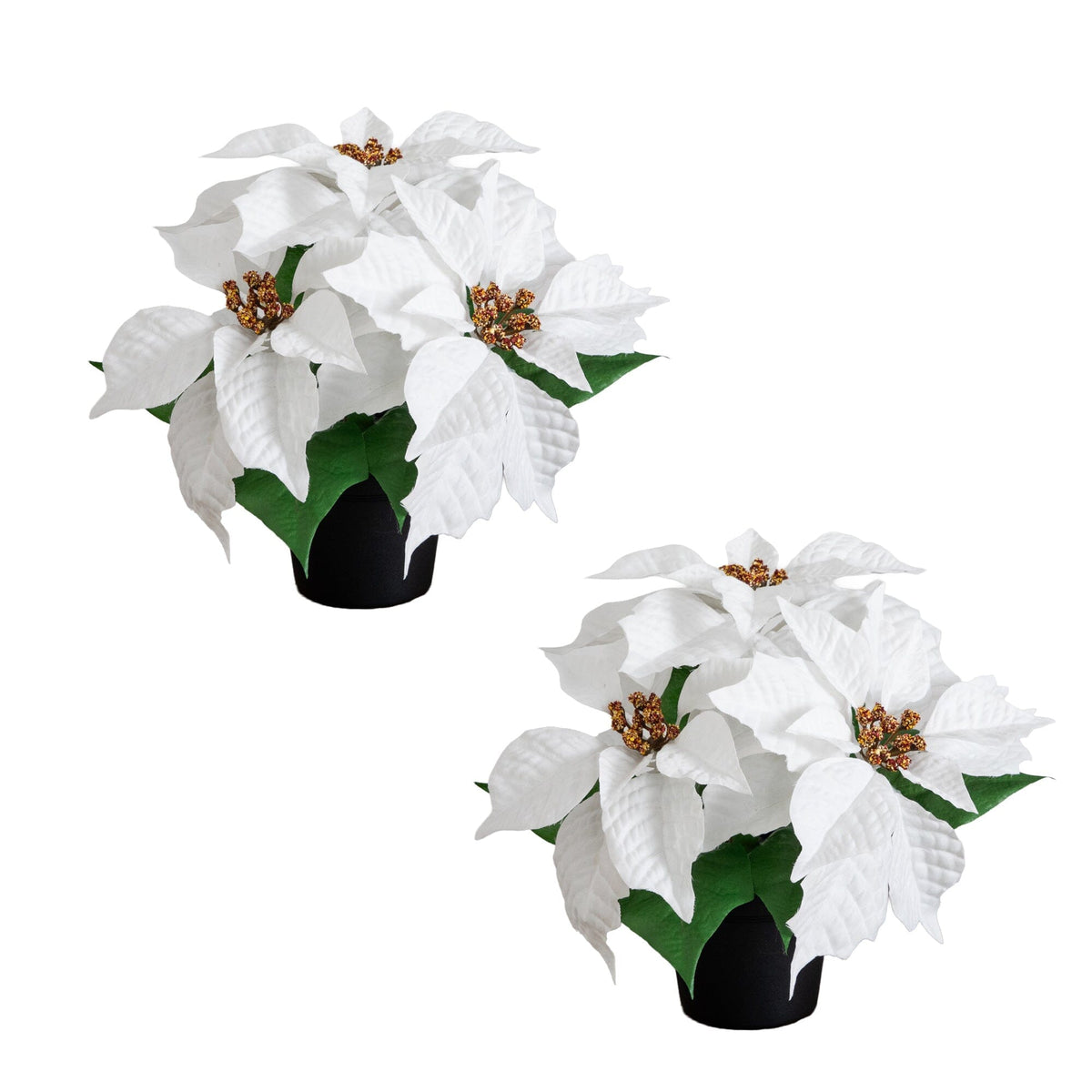 a pair of white flowers in a black pot