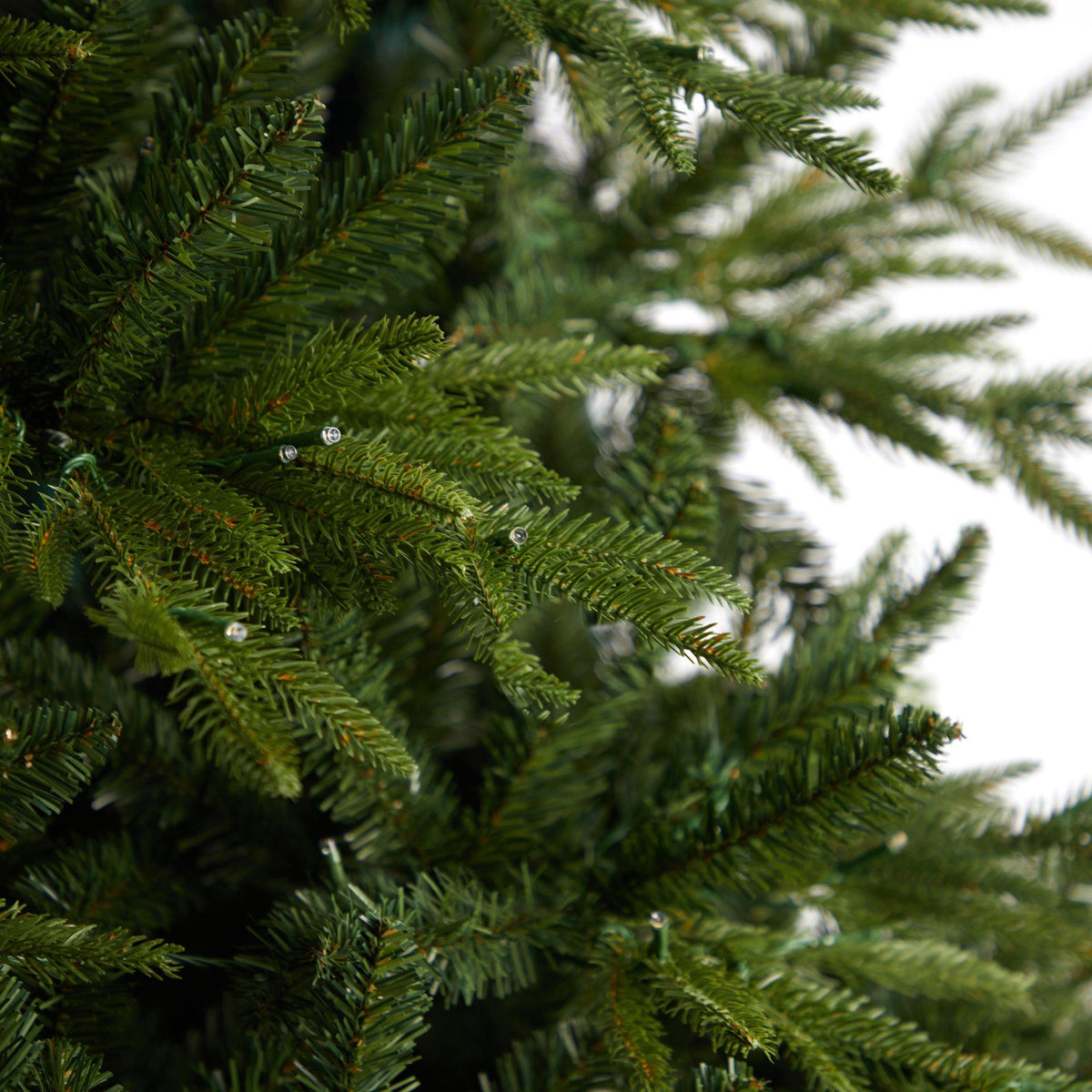 a close up of a tree