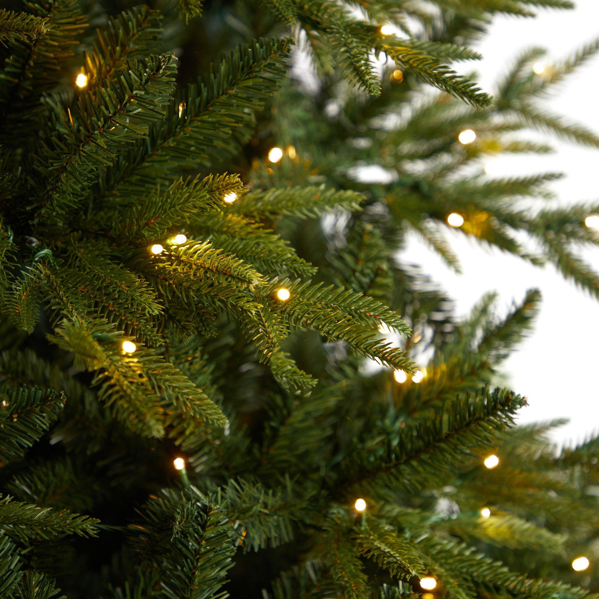 a close up of a tree