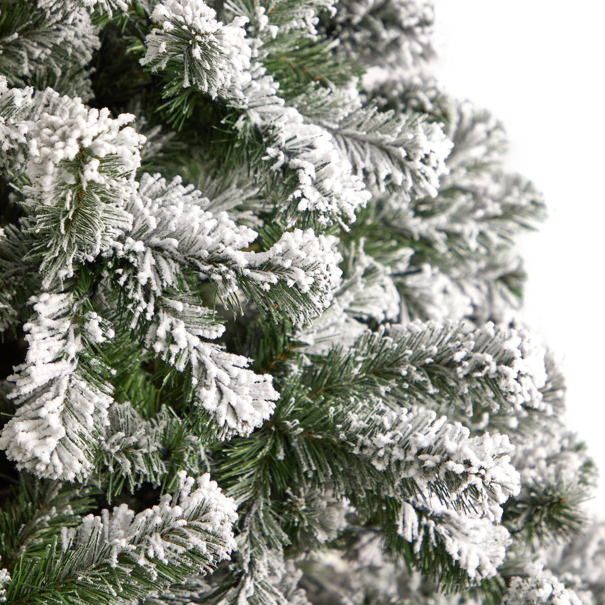 a close up of a tree