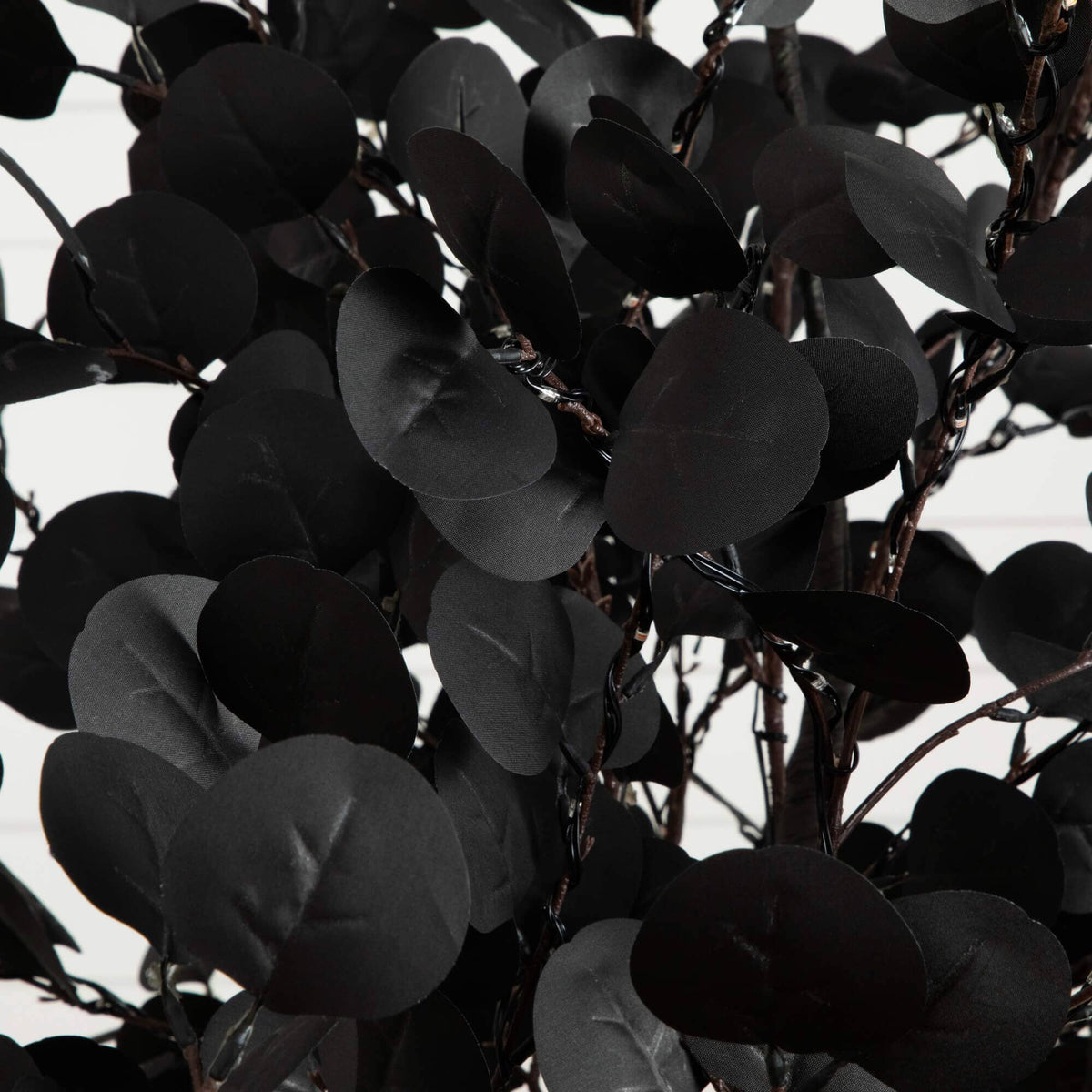 a black plant with black leaves