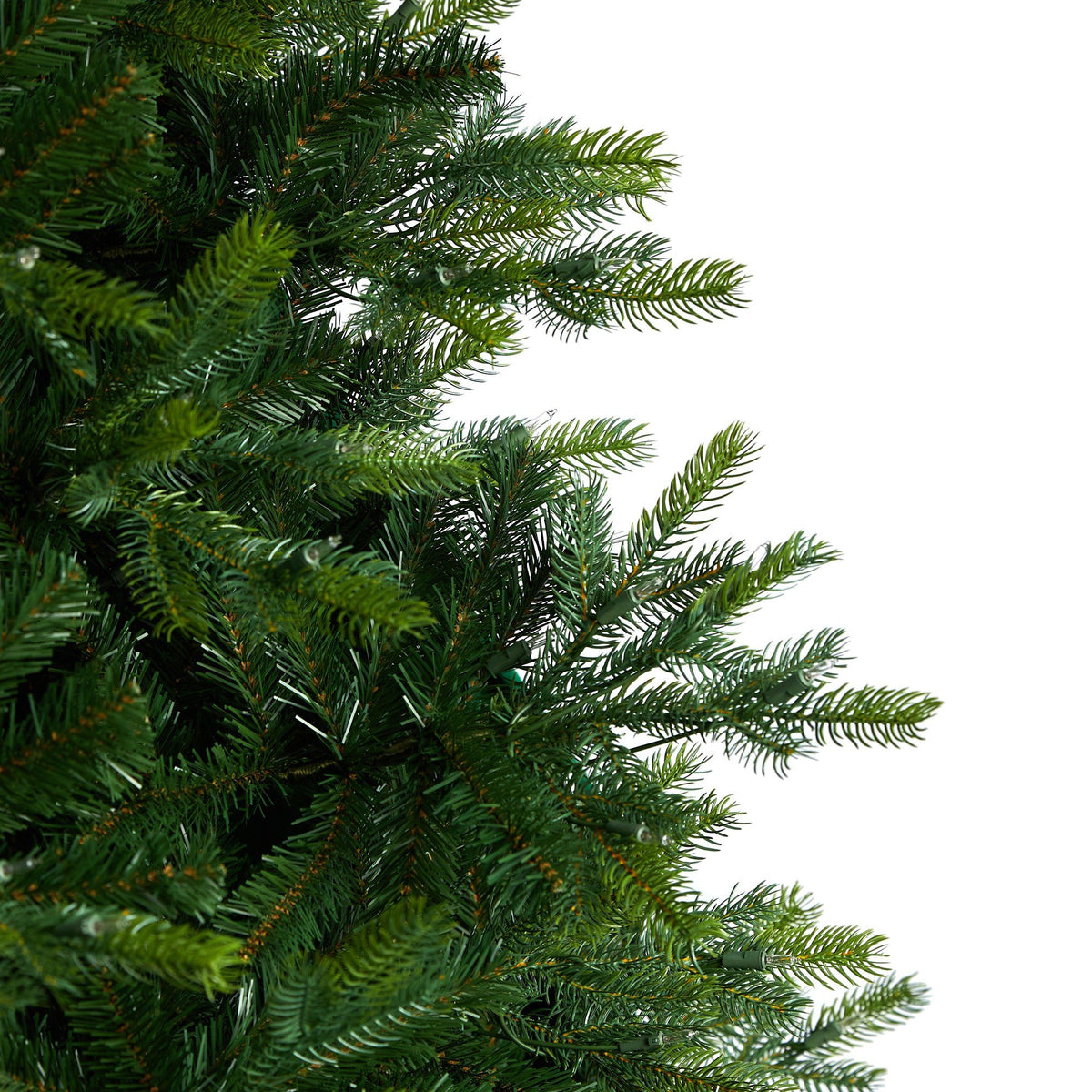 a close up of a tree