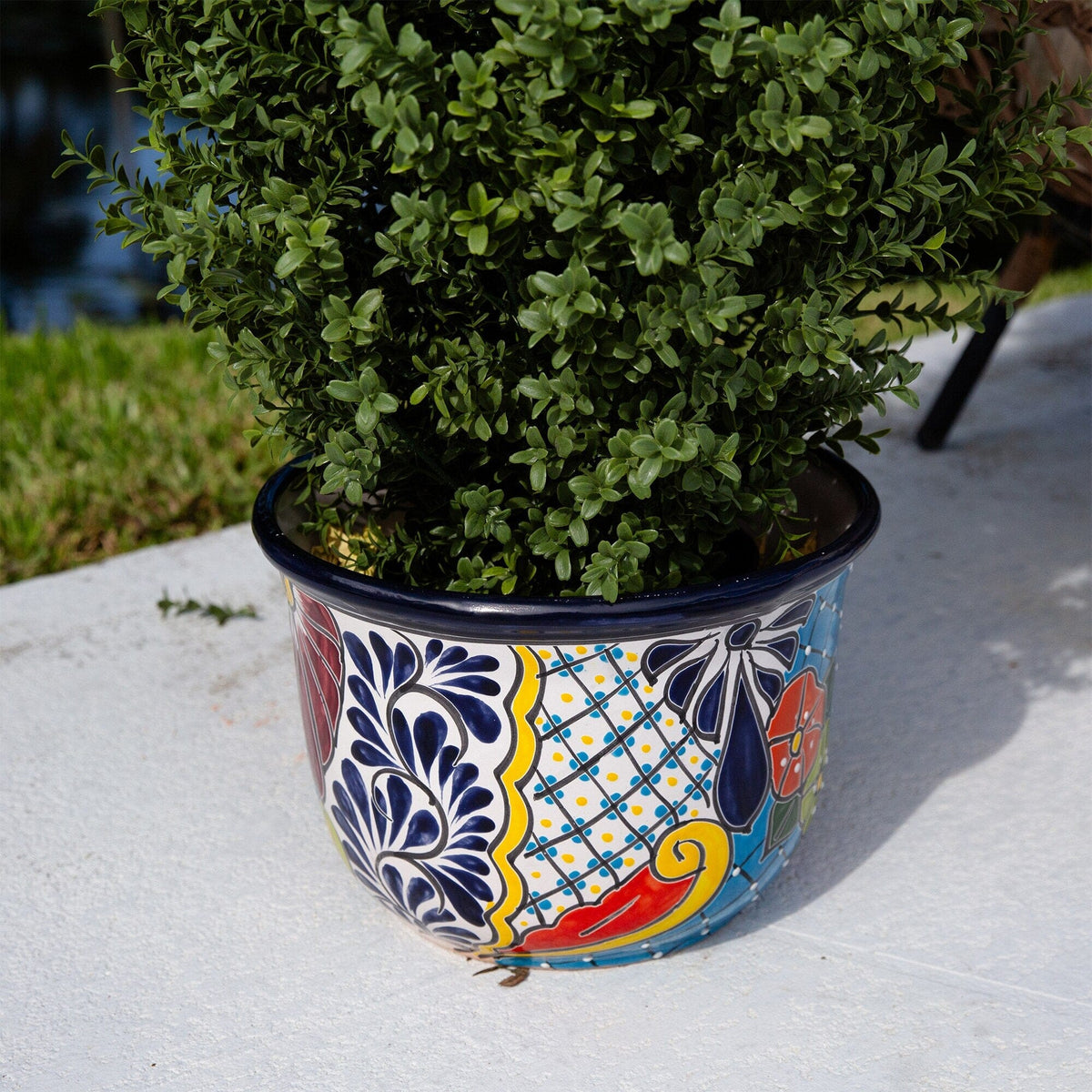 a potted plant on a concrete surface