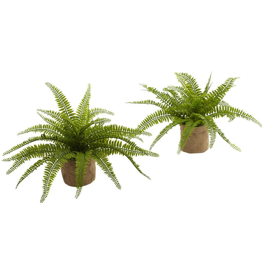 a group of green plants