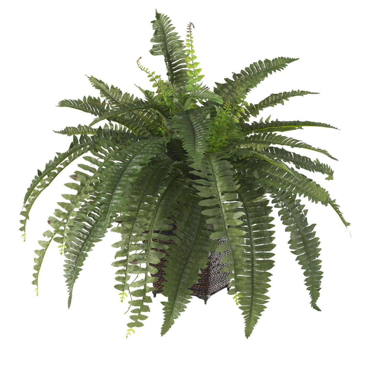 a green plant in a pot