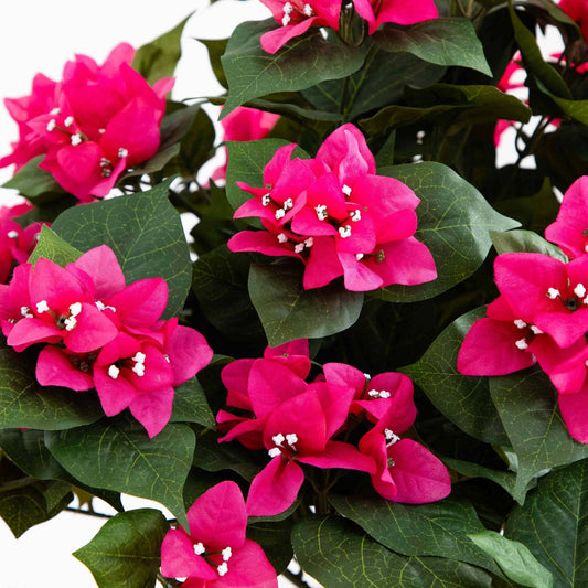 a close up of a plant