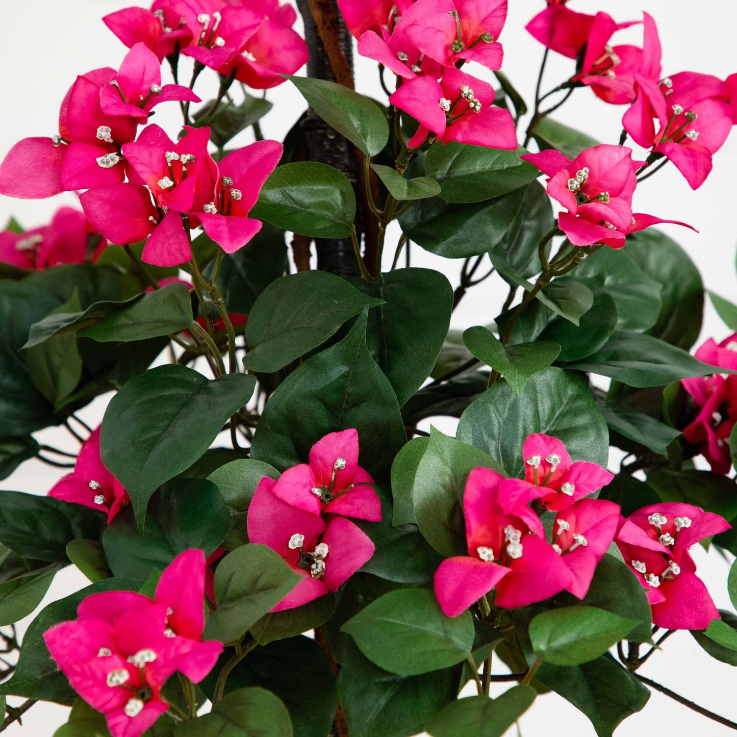 Bougainvillea Tree with European Barrel Planter