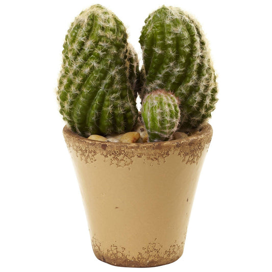 Cactus Garden w/Ceramic Planter