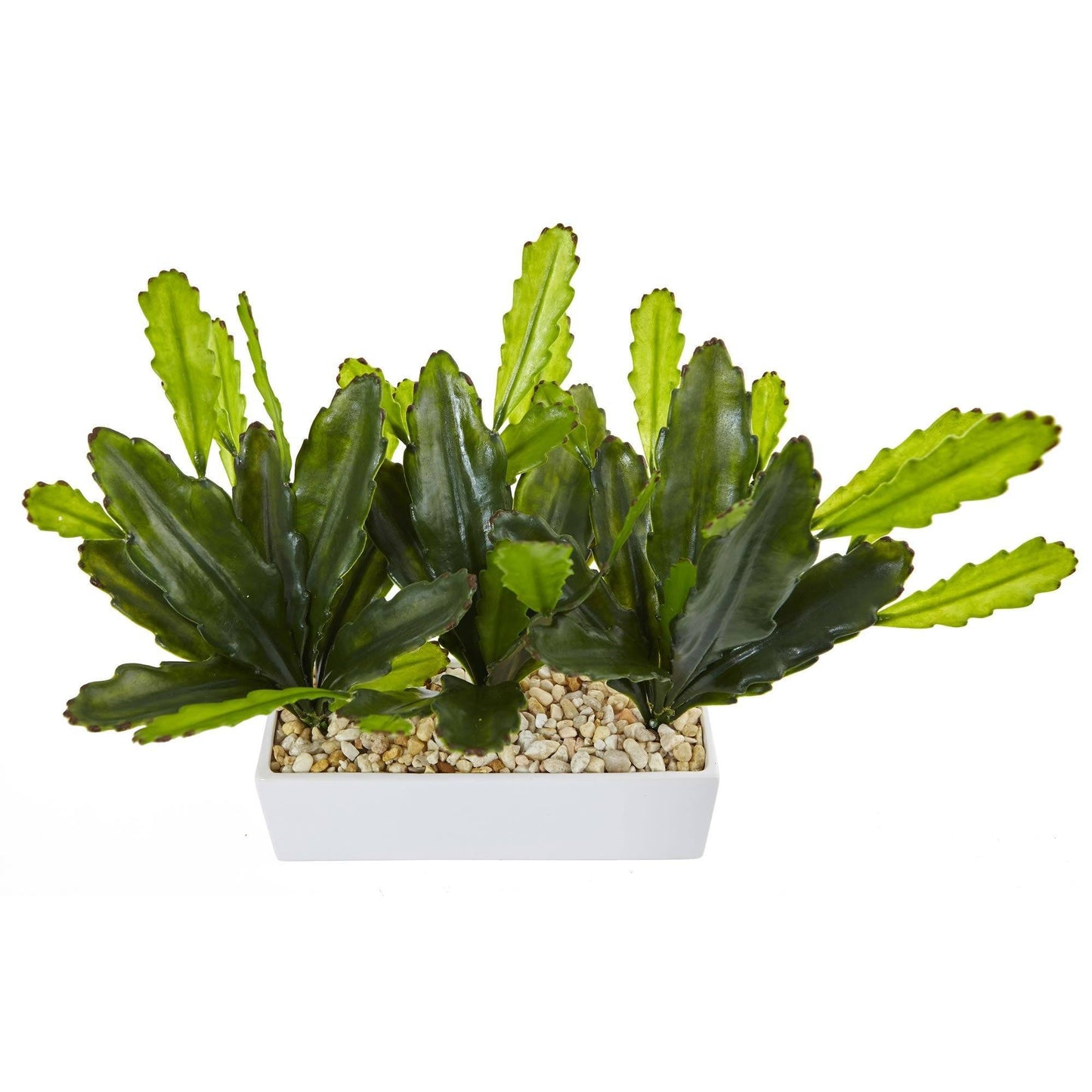 Cactus on Rectangular Planter