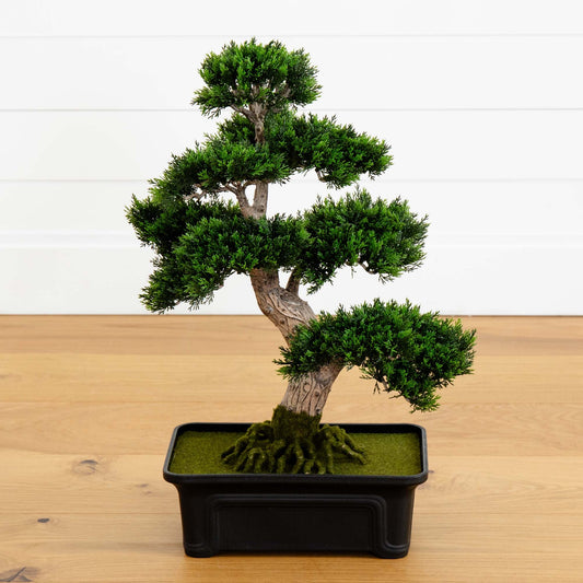 24" Cedar Bonsai Tree