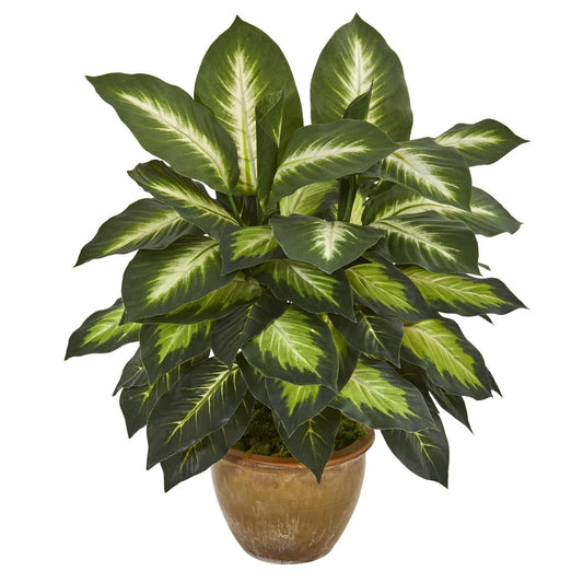 a potted plant with green leaves
