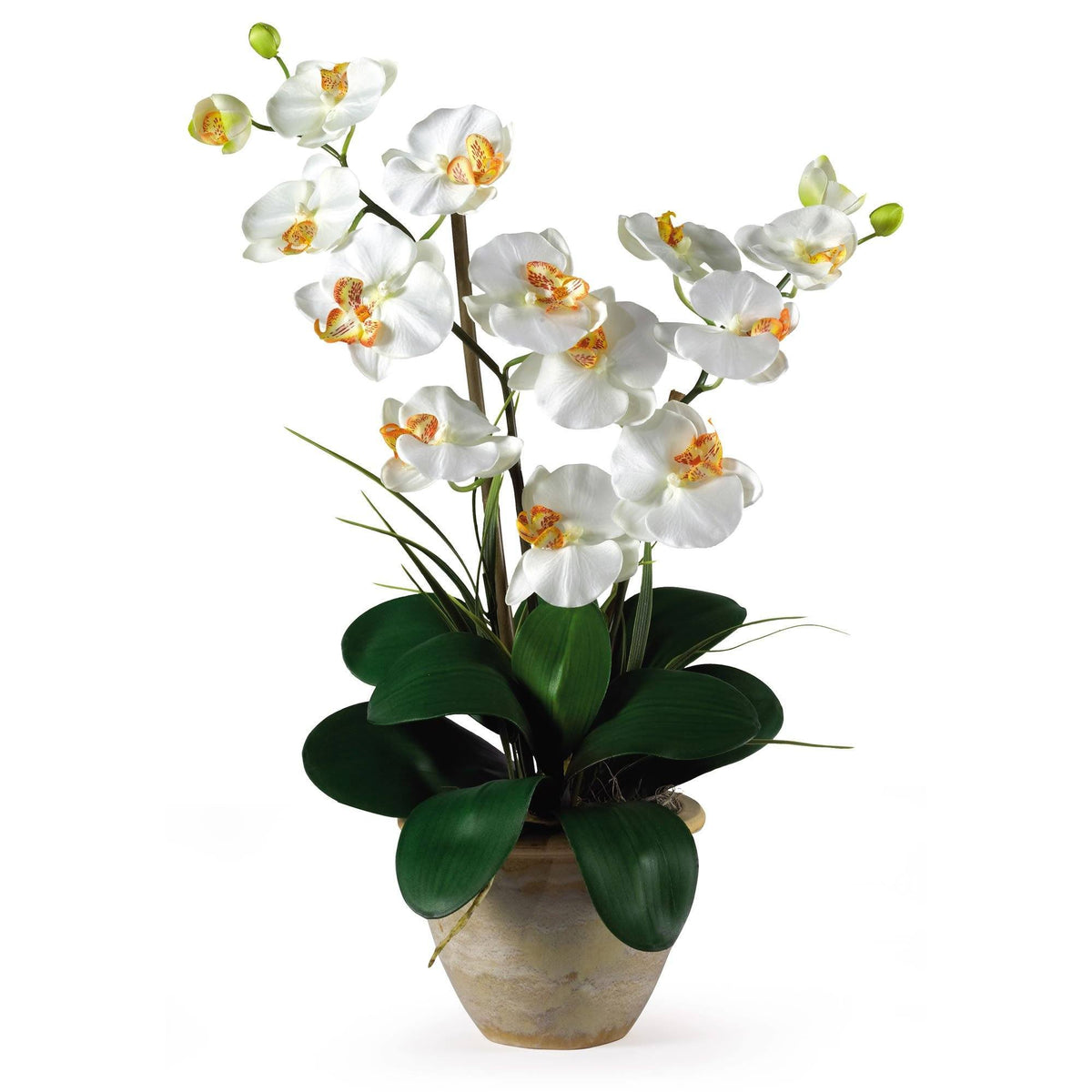 a potted plant with white flowers