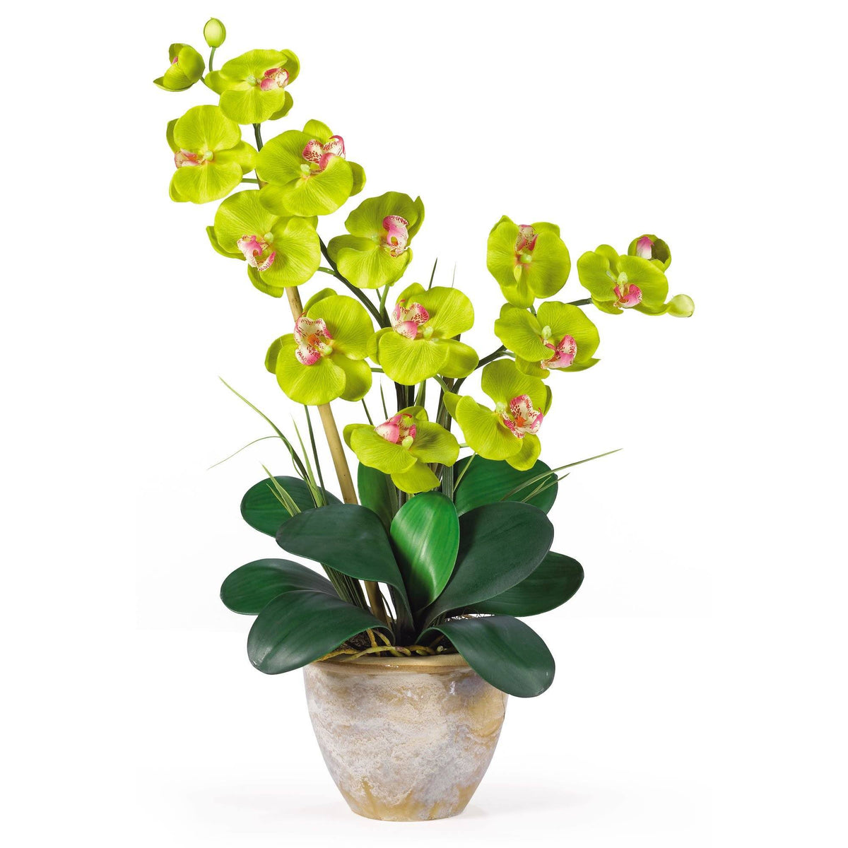 a potted plant with green flowers