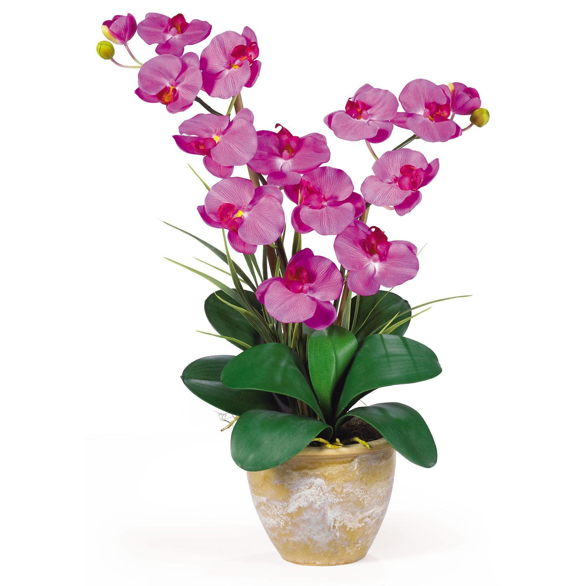 a potted plant with purple flowers