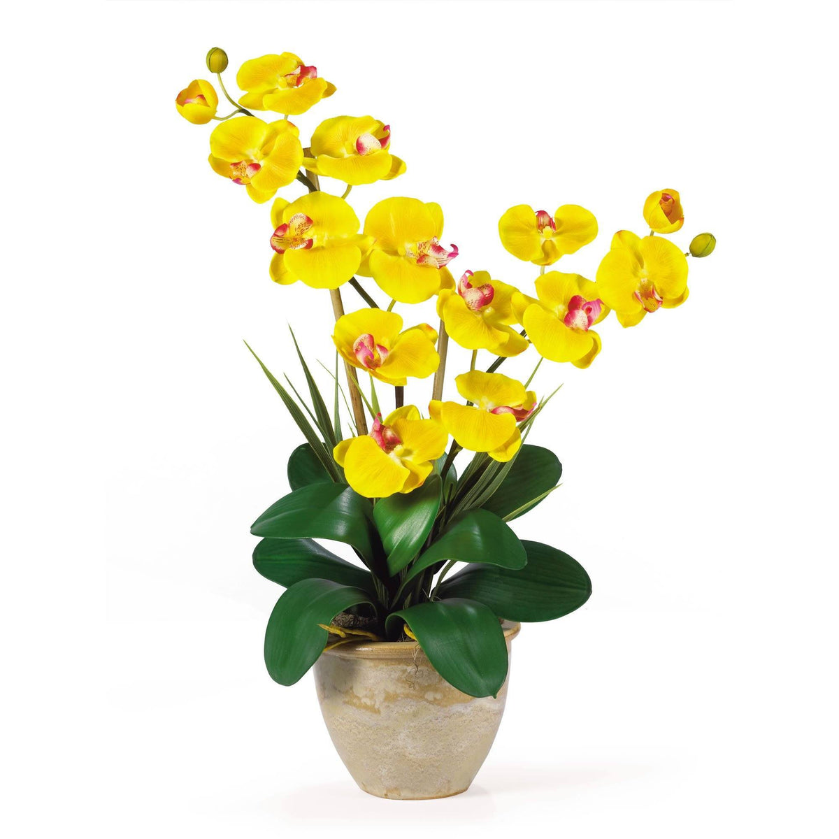 a yellow flowers in a pot