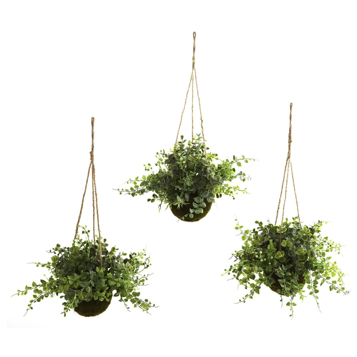 a group of plants