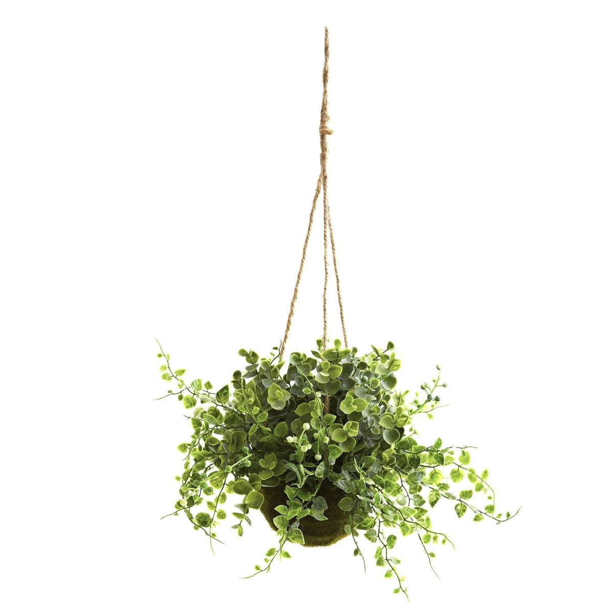 a green plant from a rope