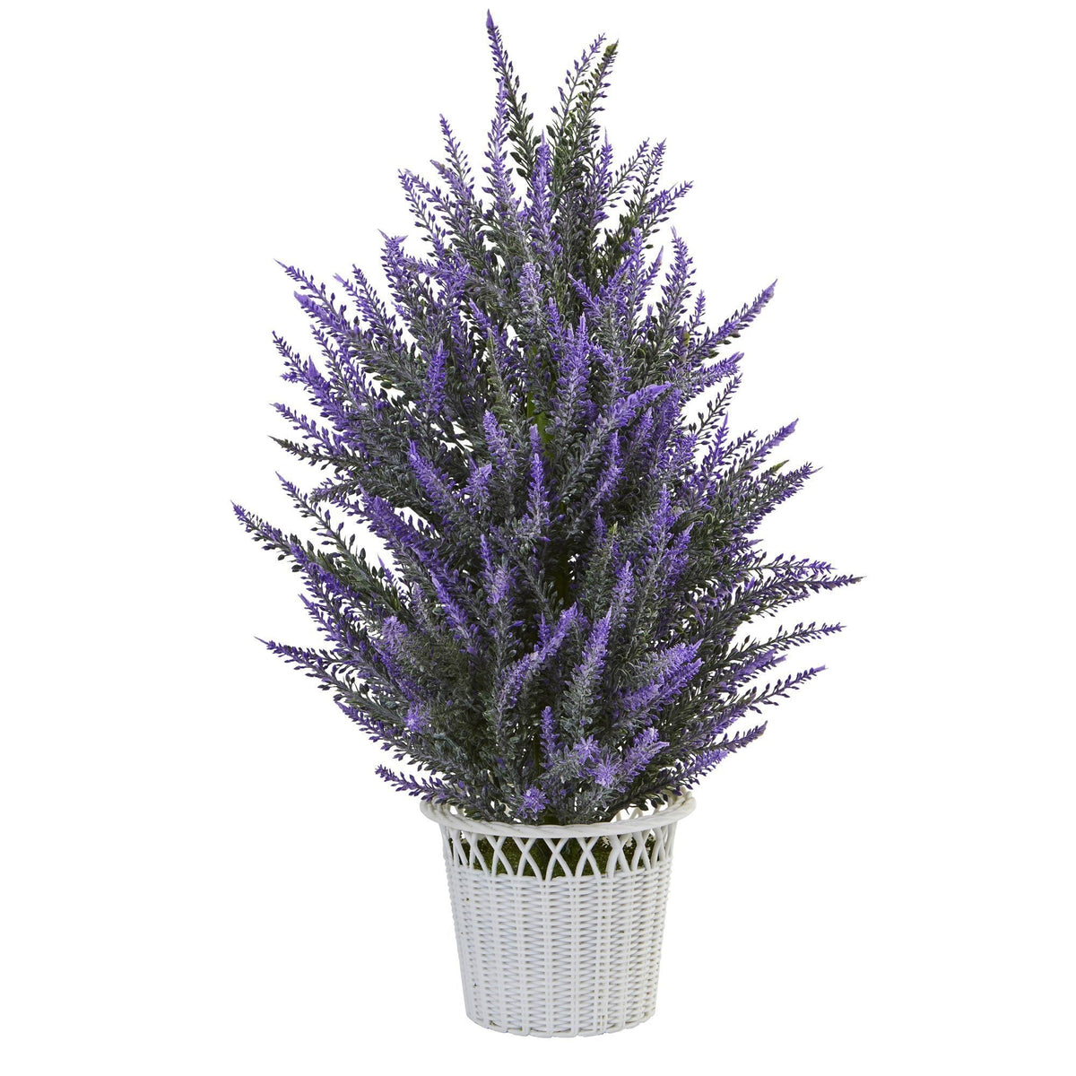 a plant in a pot