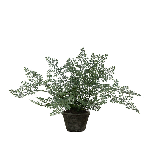 a potted plant with leaves