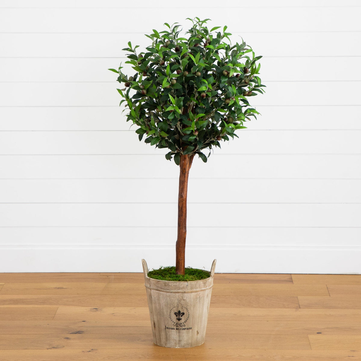 a tree in a pot