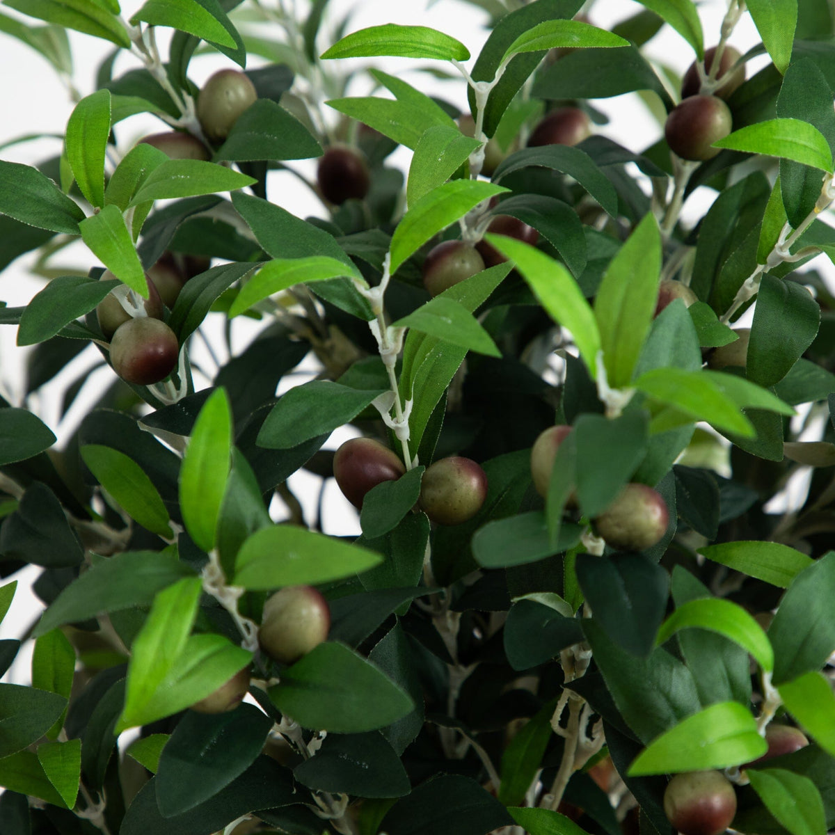 a close up of a plant