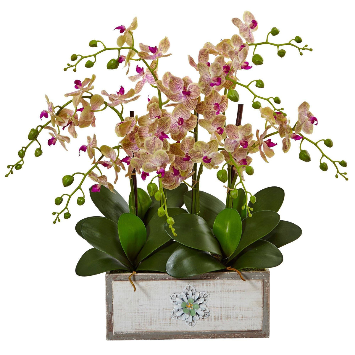 a plant in a white box
