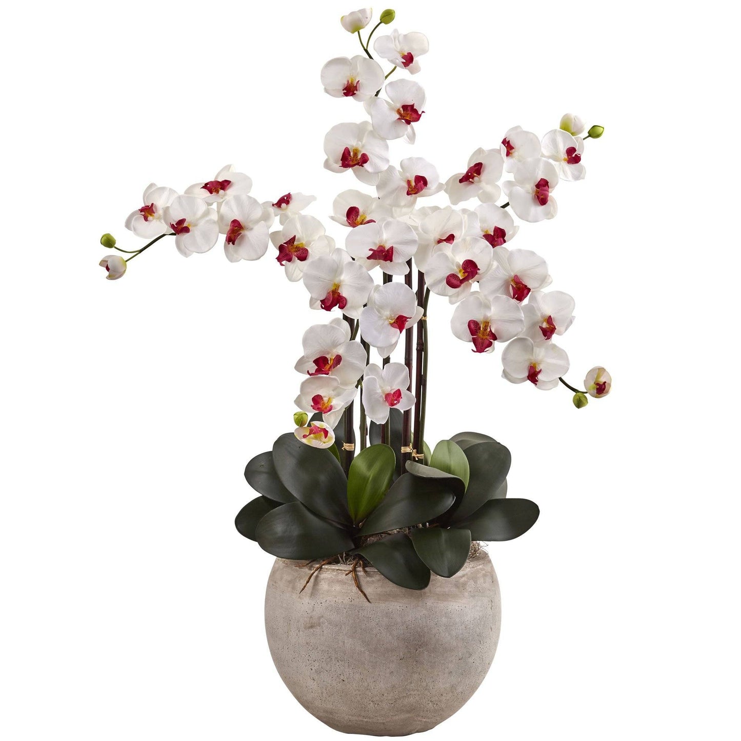 Phalaenopsis Orchid Arrangement with Sand Colored Bowl