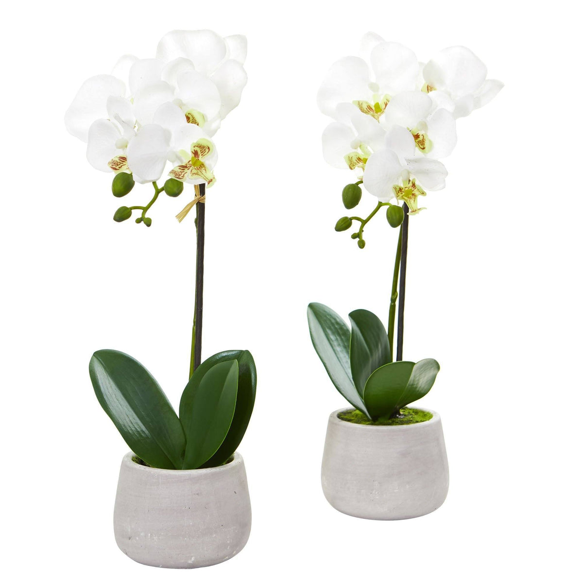 two white flowers in a pot