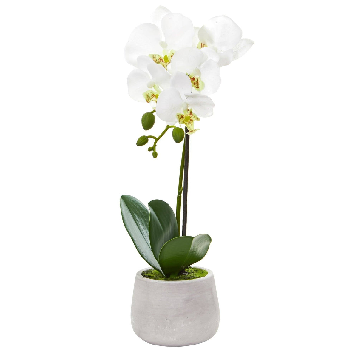 a white flower in a pot