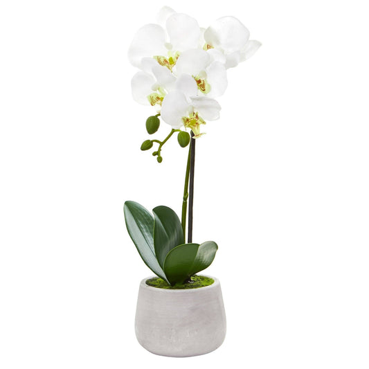 a white flower in a pot
