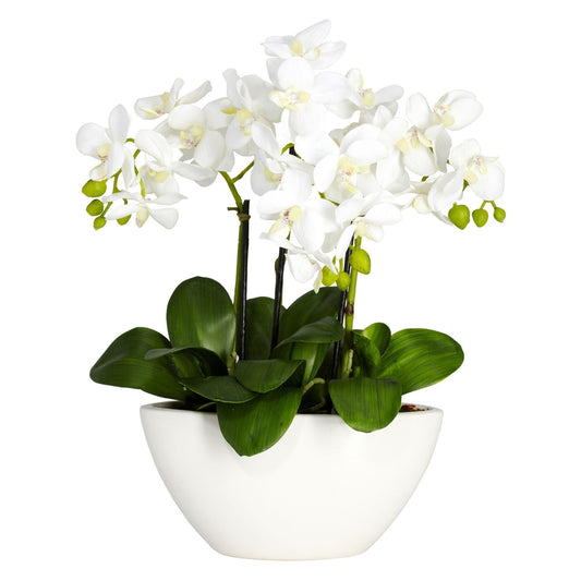 a white flower in a white pot