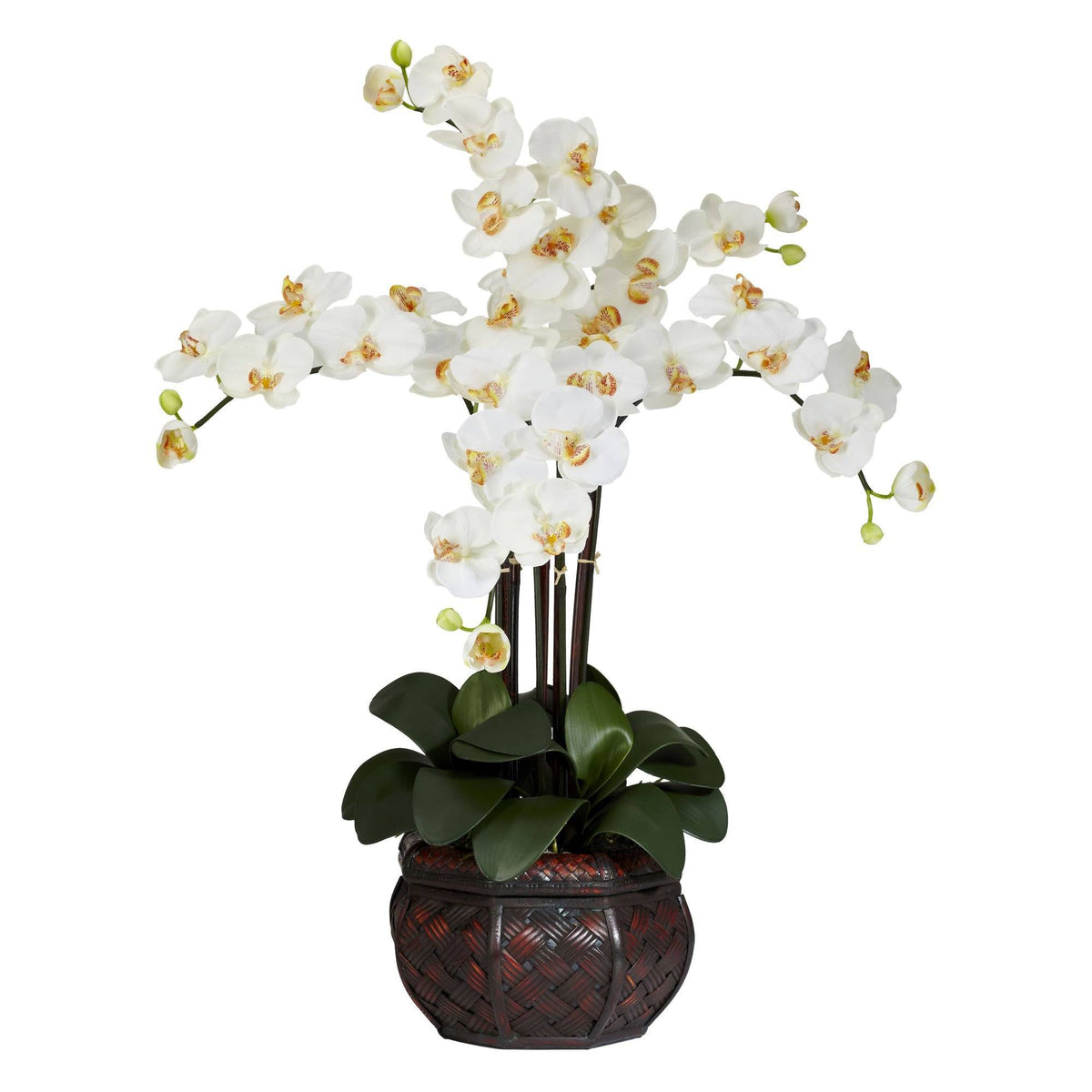 a white flowers in a pot