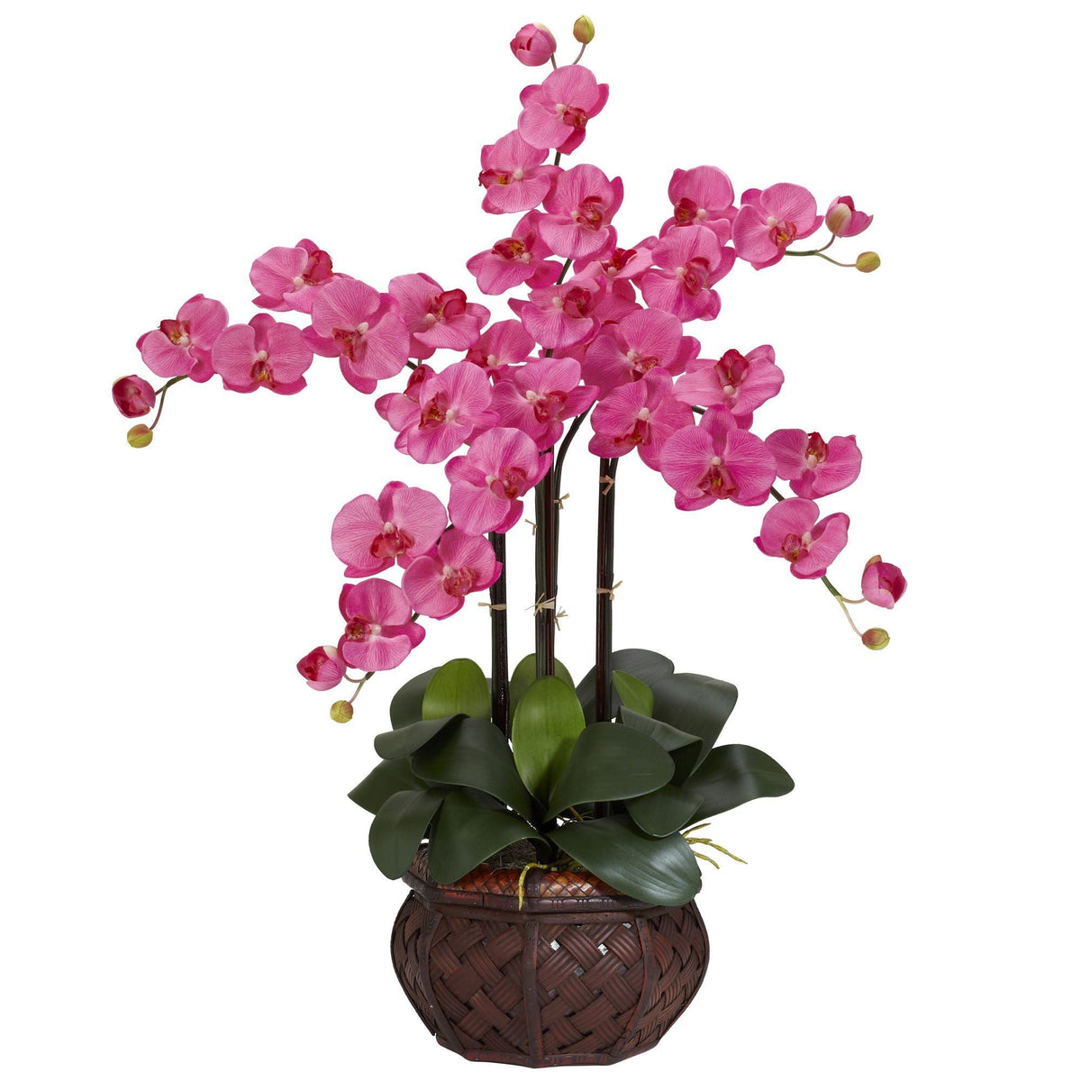 a plant with pink flowers