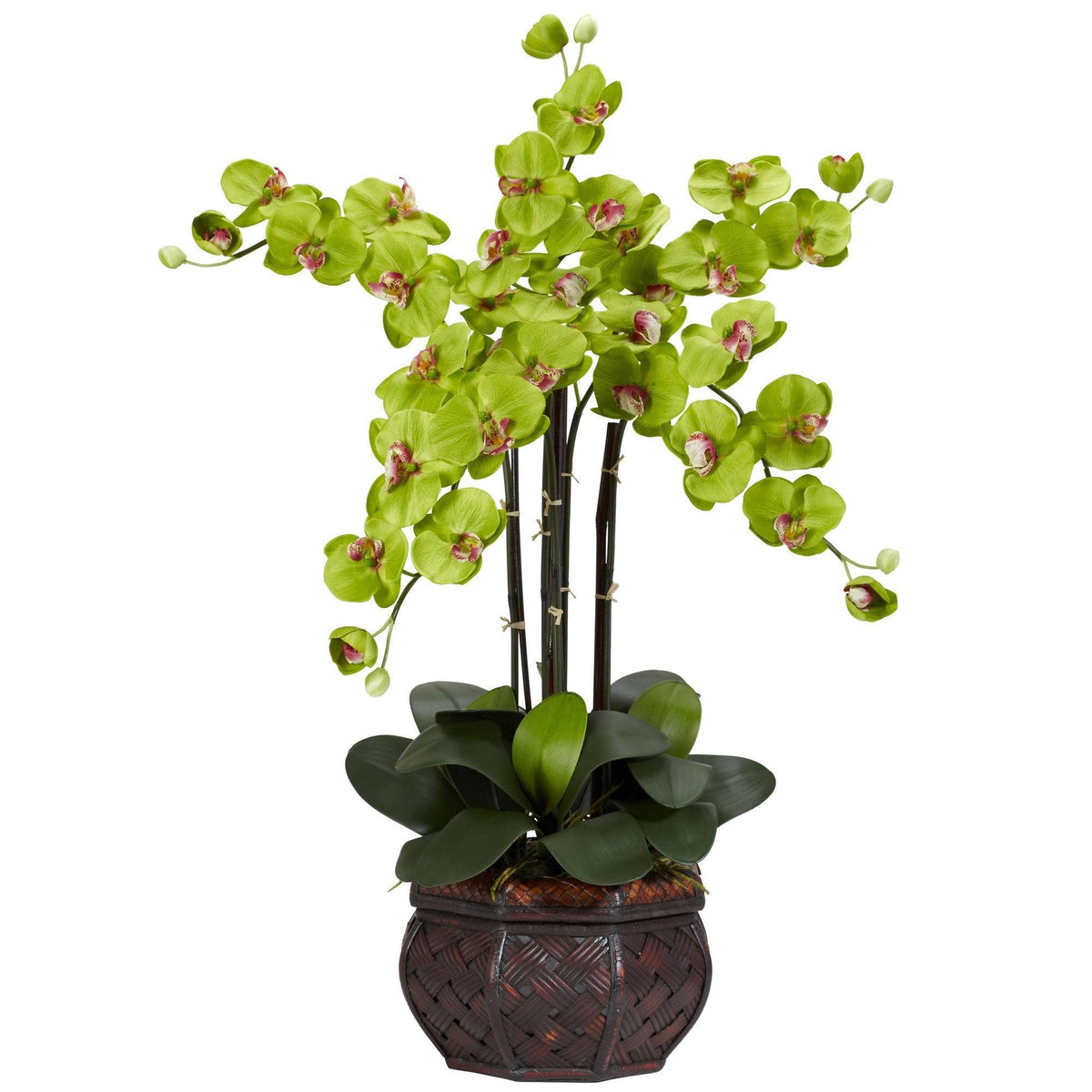 a potted plant with green leaves