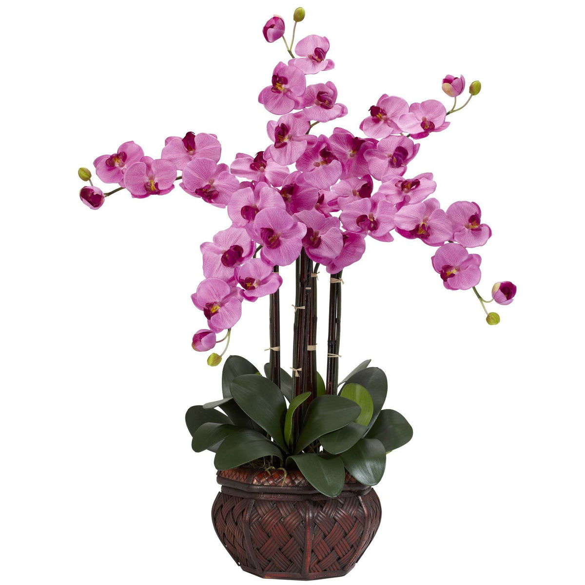 a plant with pink flowers