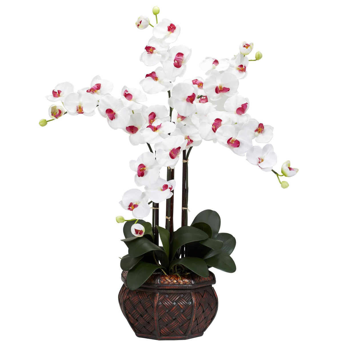 a white and pink orchid in a pot