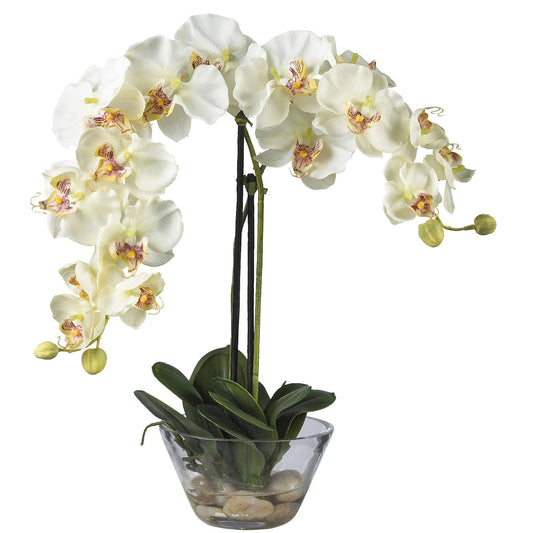 a white orchid in a glass vase