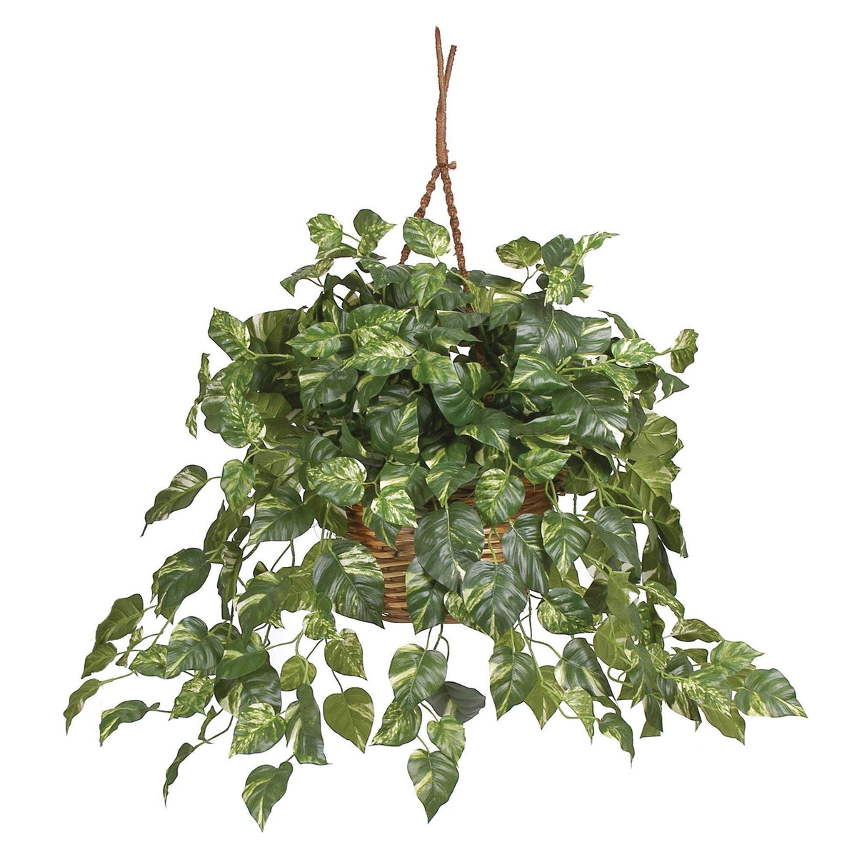a plant in a basket