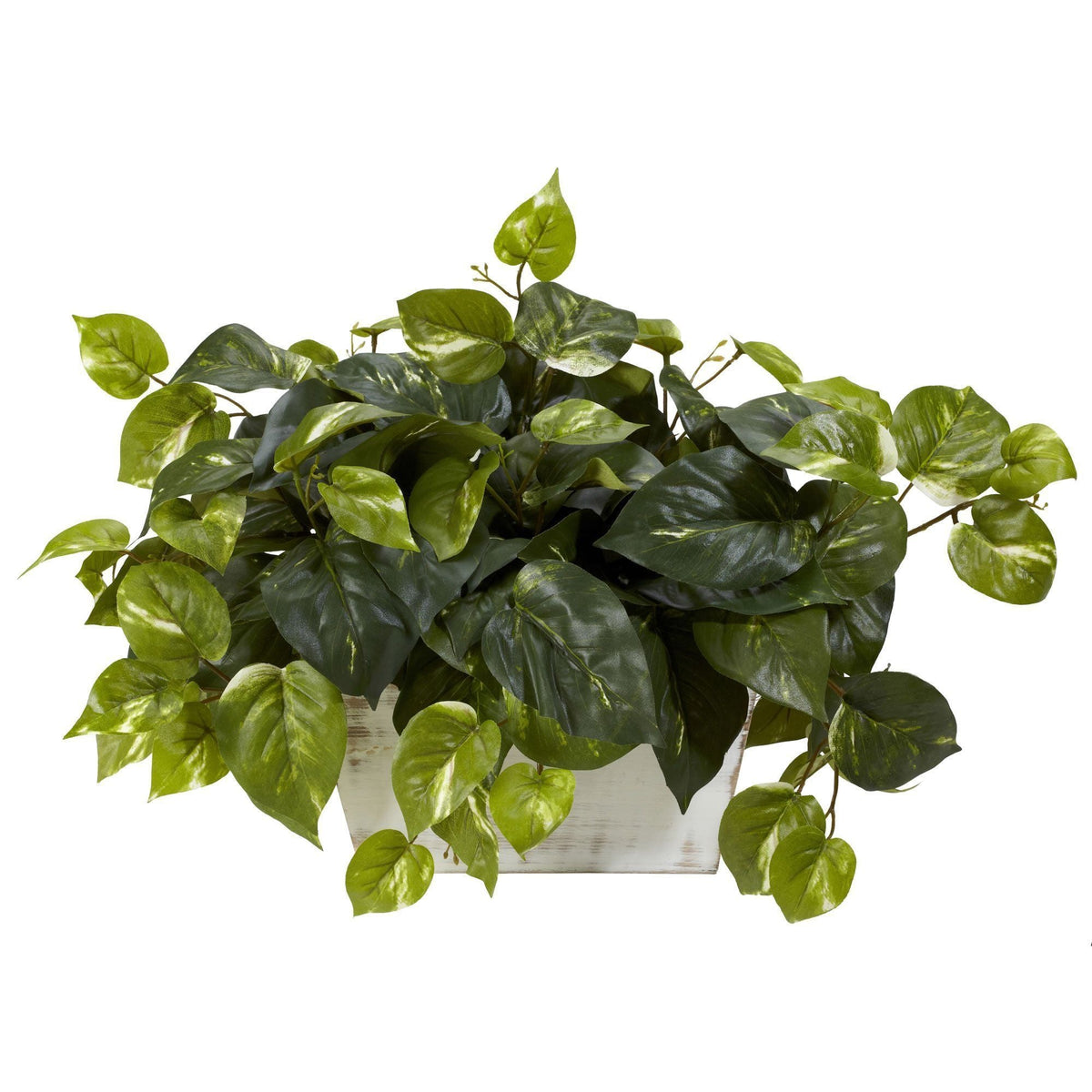 a potted plant with green leaves