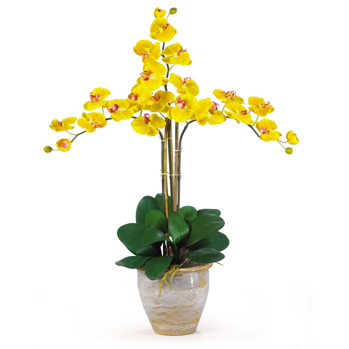 a yellow orchid in a pot
