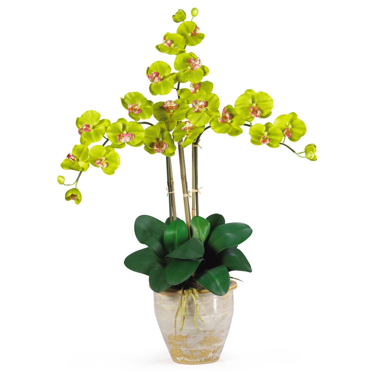 a potted plant with green flowers