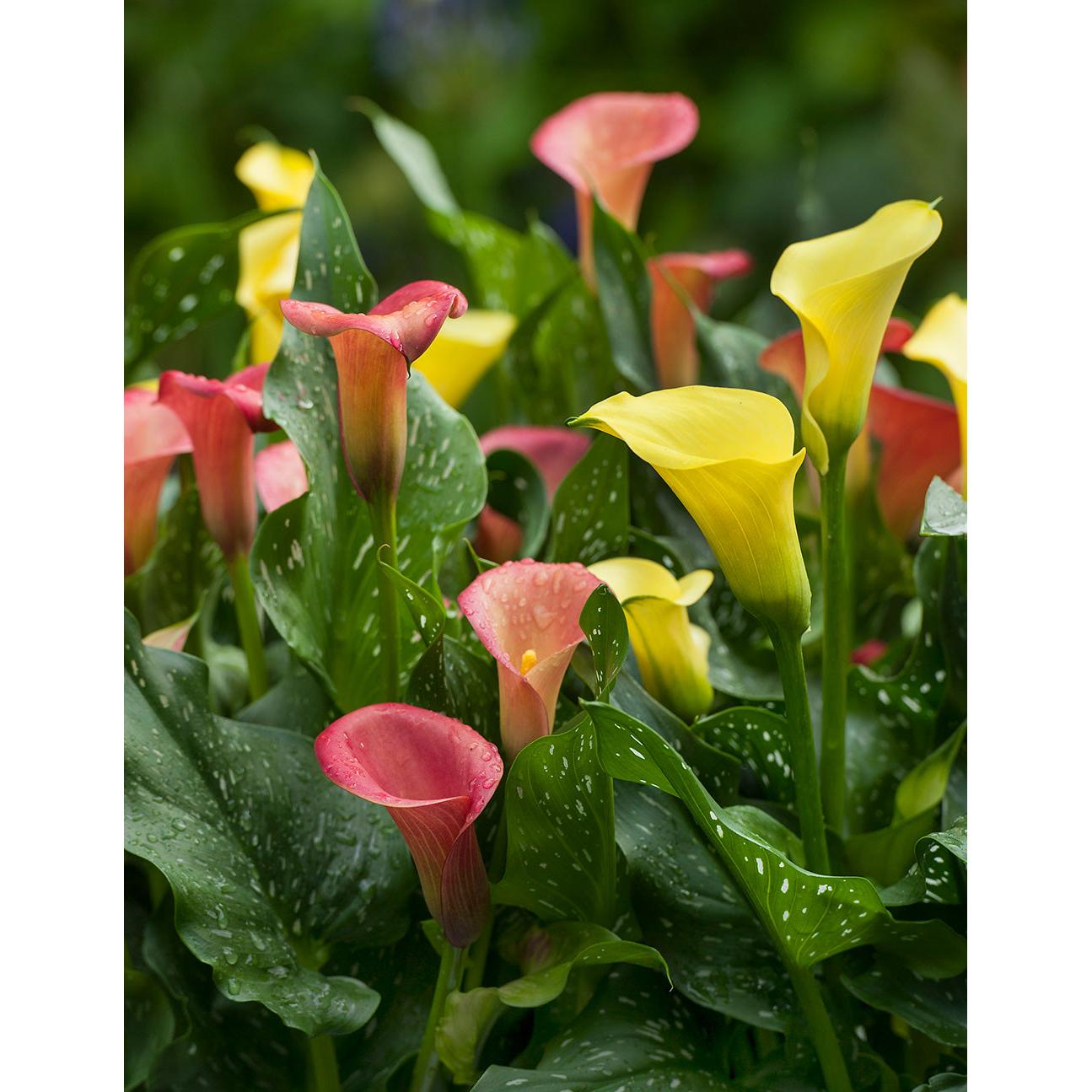 Mixed Calla Lilies - 9 tubers