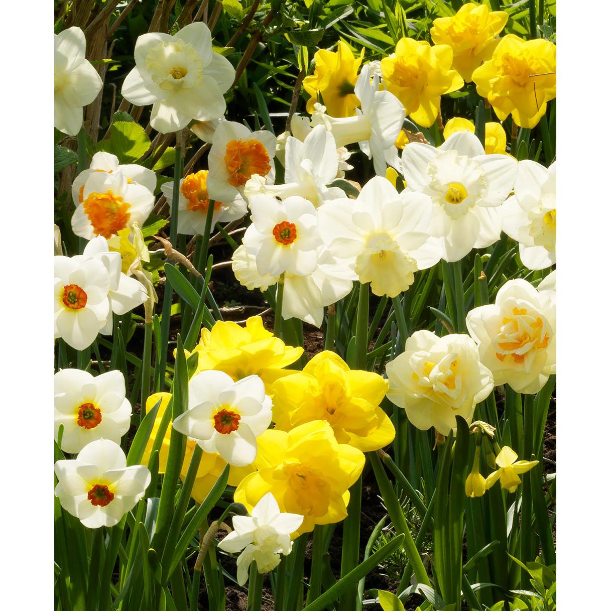 Mixed Daffodils - 30 bulbs