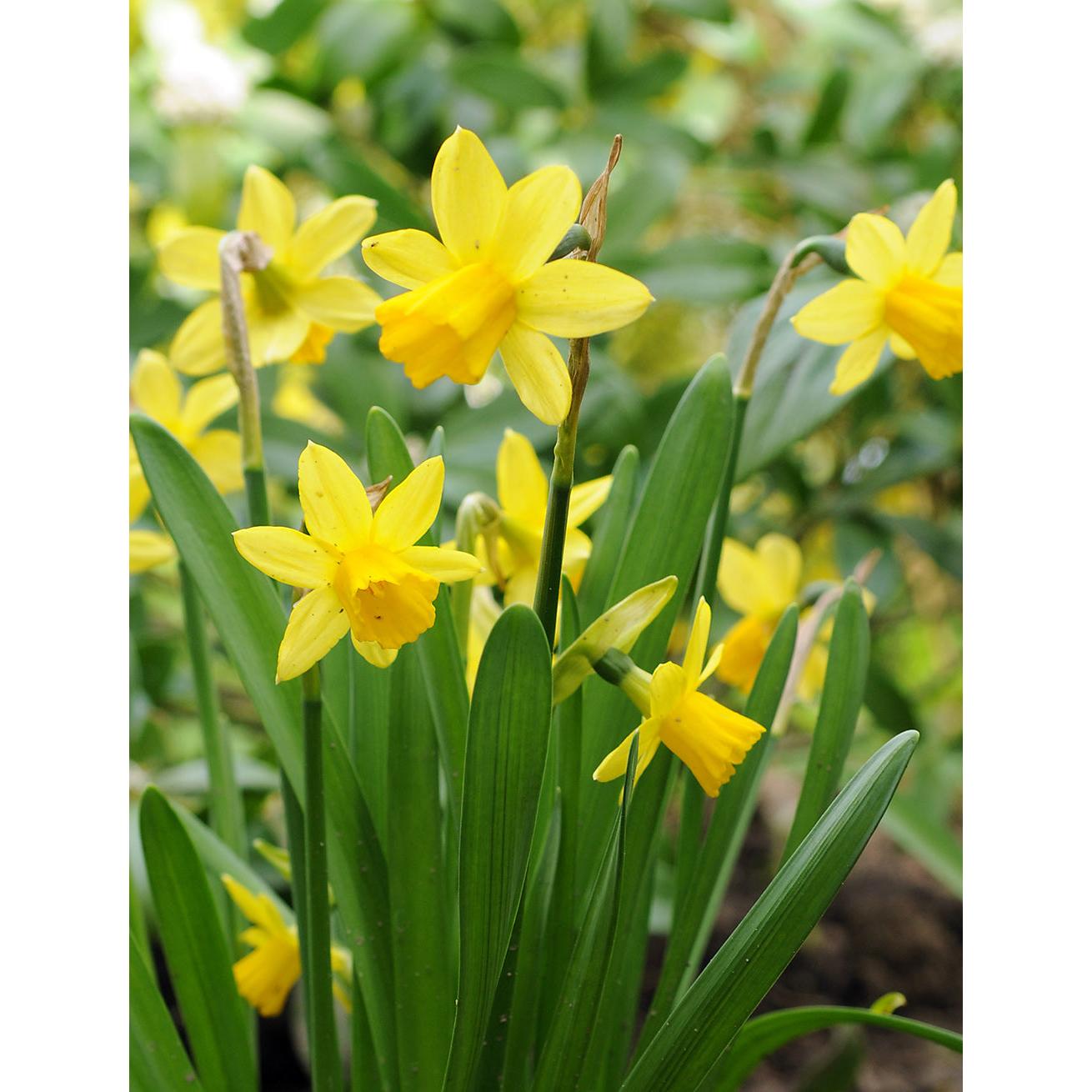 Tete a Tete Cyclamineus Daffodil - 10 bulbs